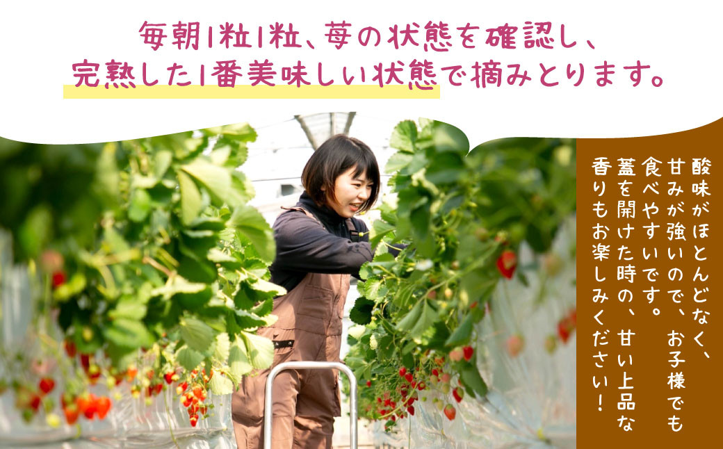 【定期便3回（2025年1･2･3月発送）】小倉の苺やさん「わがこいちご」 260g×2パック×3回