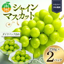 【ふるさと納税】 シャインマスカット ダイヤパック 250g×2パック やまのべ多田農園のぶどう 山形県産 フルーツ 果物 くだもの 葡萄 ブドウ 贅沢 F4A-0346