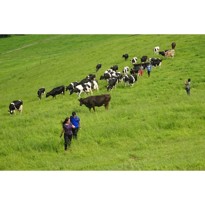 【ペア】 北海道十勝 牧場暮らし・チーズ造り 体験ツアー《足寄町》 【Slow Travel HOKKAIDO】 北海道旅行 体験 チーズ 牧場 見学 ツアー 体験型 旅 旅行 牧場見学 [BEAY002]