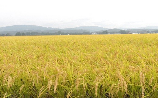 【3ヶ月定期便】岩手花巻産ひとめぼれ「健土健米」１０㎏ 【308】