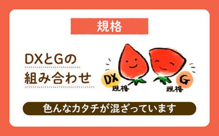 【2025年1月下旬-3月下旬発送】ココロファーム の 濃厚あまおう 285g × 4P 約1,140g [先行予約] 《豊前市》【ココロファーム】[VAE022] 苺 いちご あまおう 福岡県産[V