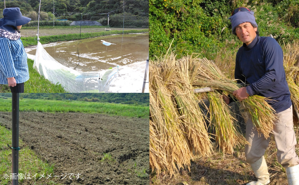 【令和7年産】島育ち、甑島産・ヒノヒカリ 白米 5㎏ × 1袋