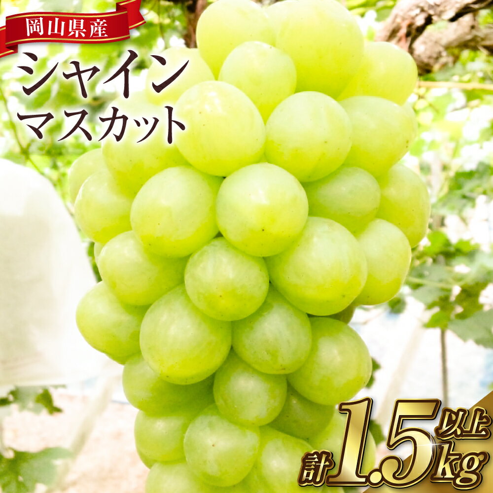 【ふるさと納税】岡山シャインマスカット 合計1.5kg以上（2～4房）以上（2～4房） マスカット ブドウ 葡萄 岡山県 倉敷市 産 国産 フルーツ 果物 ギフト　果物類・ぶどう・マスカット・フルーツ 【2026年9月上旬～10月下旬迄順次発送予定】 12000円 1万2000円