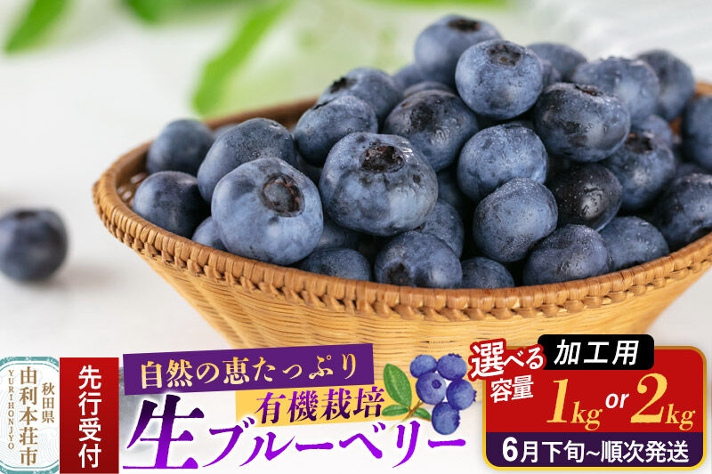 
                  《先行受付》【加工用】田口農園 秋田県産 ブルーベリー 生【選べる容量：1kg（500g×2パック）／2kg（500g×4パック）】【6月下旬から順次発送】 [ブルーベリー 有機栽培 加工用 新鮮 安心 安全 大粒 甘い あまい おいしい 美味い 秋田県 由利本荘市 田口農園]
                