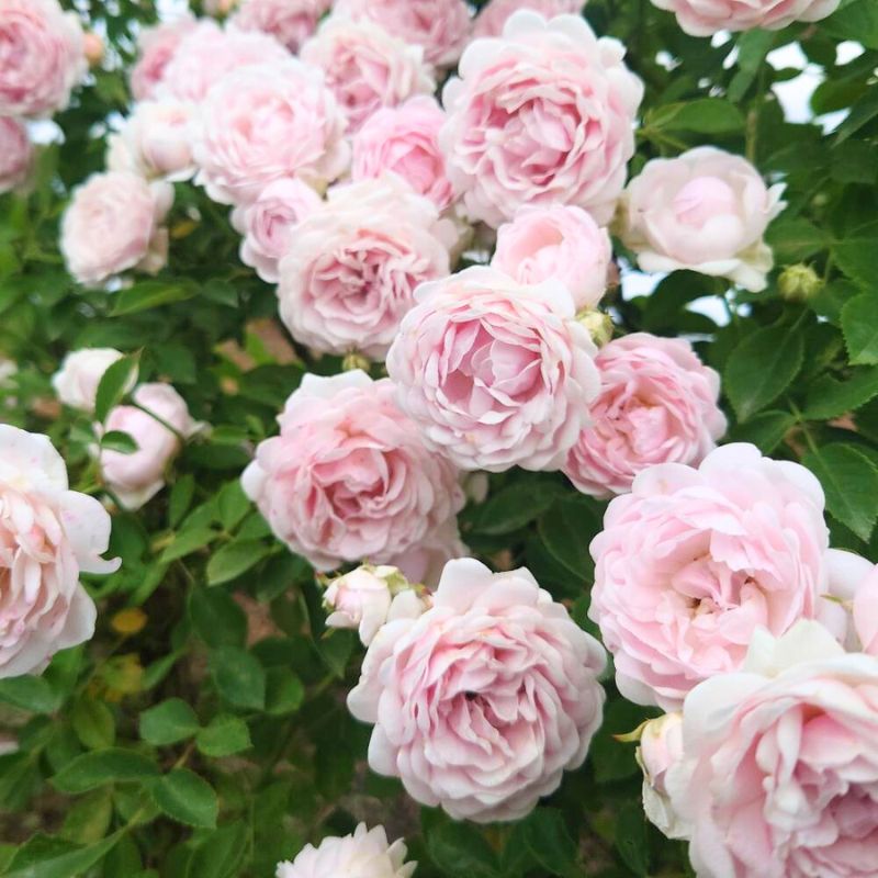 【ふるさと納税】【Apple Roses】バラ苗 『ハルシオン』 新苗育成苗6号ポット植え [52210947] 　お届け：2025年7月1日～2025年12月31日まで