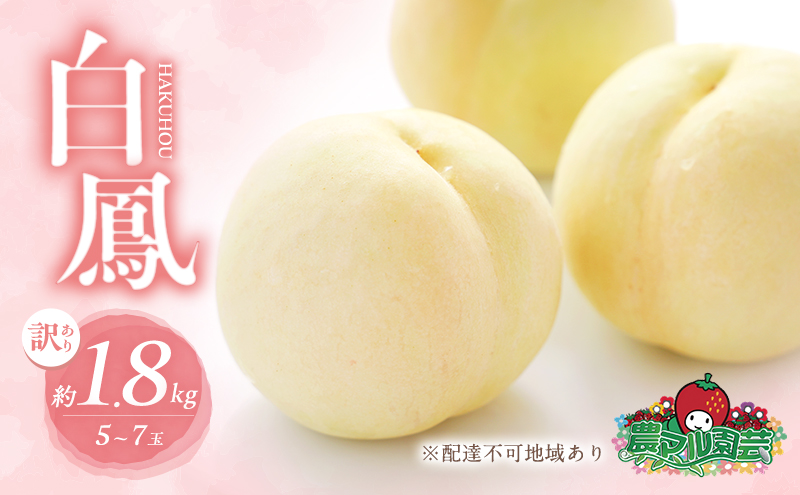 桃 2025年 先行予約 訳あり品 白桃 白鳳 約1.8kg 5～7玉 もも モモ フルーツ 果物 岡山 赤磐市産 農マル園芸 あかいわ農園