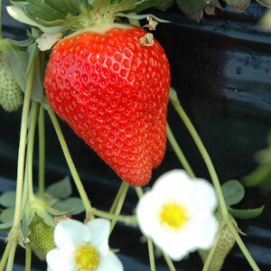 【2026年2月より順次発送】【3ヶ月定期便】甘～い！いちご やよいひめ 1箱(12粒～15粒入り)｜いちご イチゴ 苺 ストロベリー やよいひめ 果物 くだもの フルーツ 定期便 フルーツ定期便 先