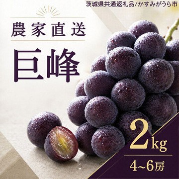 
                  ぶどう 巨峰 葡萄 ブドウ 果物 フルーツ くだもの 2kg 1箱 秋 旬 果汁 甘み 大粒 茨城県産 期間限定 数量限定 【茨城県共通返礼品/かすみがうら市】（107-06）
                