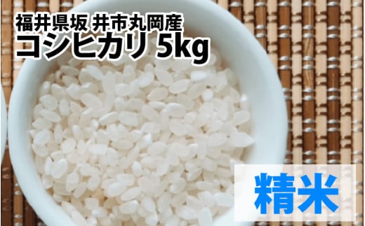 【先行予約】【令和7年産・新米】 福井県坂井市丸岡町産 コシヒカリ 計5kg（精米）【2025年10月より順次発送予定】 [A-11304_03]