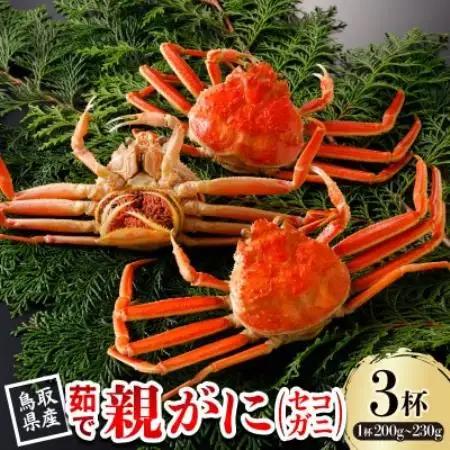【先行予約】鳥取県産 茹 親がに(セコガニ)200～230g×3杯 2026年11月発送【配送不可地域：離島・北海道・沖縄県・東北・信越、北陸】【1654335】