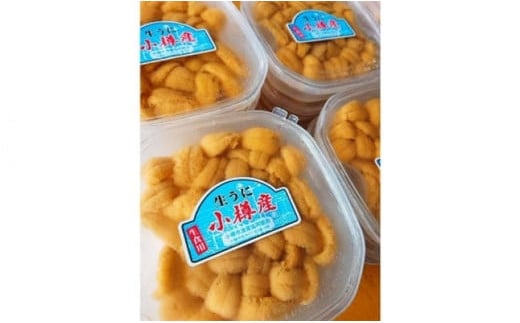 北海道小樽市 塩水キタムラサキウニ 100g×3パック 合計300g 【漁師直送】