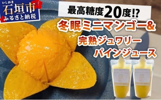 
            《8月以降順次発送》最高糖度20度！？冬眠ミニマンゴーと完熟ジュワリーパインジュース
          