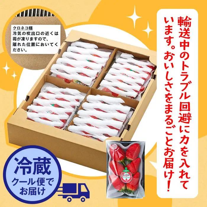 章姫（あきひめ）いちご 4P（250g×4）「末利華（まつりか）」 いちご