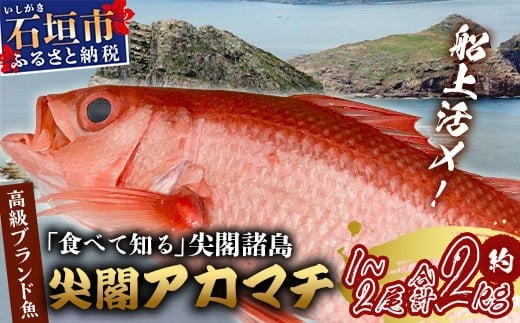
            【予約受付】高級ブランド魚 尖閣赤マチ 1～2尾 合計約2kg 下処理済 【沖縄三大高級魚】尖閣諸島 刺身 焼魚 煮物 鮮魚 冷凍 ムニエル 天然 洋食 和食 白身魚 高級魚 GK-2
          