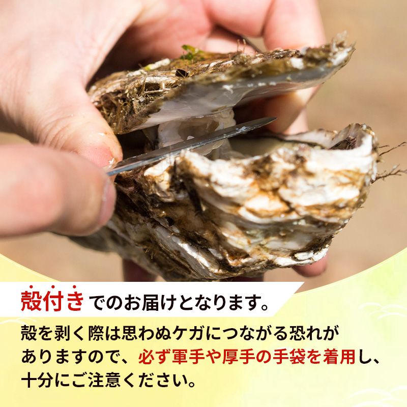 【 先行予約 7月上旬～下旬発送予定】象潟産 天然岩牡蠣 10～12個 ナイフ付【 牡蠣 夏牡蠣 かき 象潟 生食可 魚介類 海鮮 海産物 海の幸 】 佐藤鮮魚店