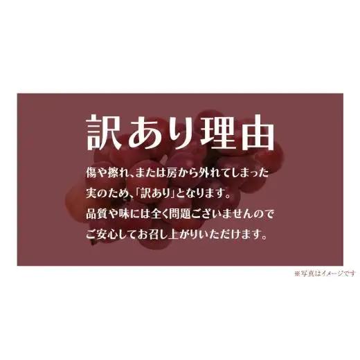 【 訳あり 】 ゴルビー 3kg 【2026年8月中旬発送開始】(茨城県共通返礼品：大子町)