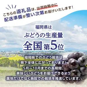 【先行受付】博多ピオーネ 1.4kg（約350g×4パック）【ＪＡふくおか八女】｜7月上旬～発送予定 ぶどうピオーネ 上品な香りのぶどうピオーネ 食べ応えがあるぶどうピオーネ 丁寧に育てたぶどうピオー