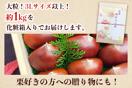 【数量限定・締切9月15日】＜西予市城川産 大きな生栗 3Lサイズ 約1kg（化粧箱入り）＞ 特大 大粒 マロン 焼き栗 栗ご飯 モンブラン 特産品 メニークエスト 愛媛県 西予市【冷蔵】『9月20日