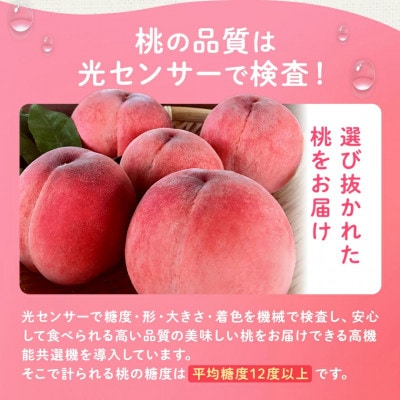 2026年 先行受付桃 約2kg 5～8玉 朝もぎ直送! 旬の完熟『桃』選び抜かれた桃【配送不可地域：離島】