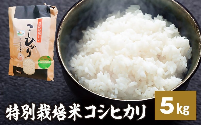 
            新米【令和7年産】特別栽培米コシヒカリ 5kg 新米 米 お米 コメ こめ 精米 ライス 白米 炭水化物 ご飯 主食 食卓 おにぎり お弁当 茨城県産 ※2025年9月中旬頃より順次発送予定
          