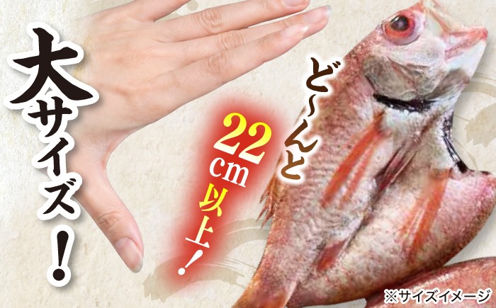 のどぐろ ノドグロ アカムツ 高級魚 干物 干もの 天日干し 島根 松江 おすすめ