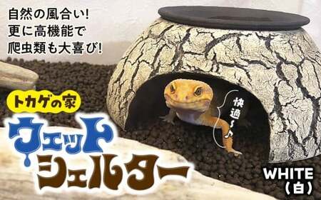爬虫類 ウェットシェルター | 爬虫類 セキグチタカヒト