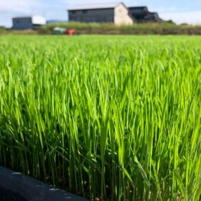 ふるさと納税 小郡市 定期便3ヶ月 たごもり農園の自然米ヒノヒカリ 3kg 栽培期間中農薬不使用[No5354-0847] |  | 02