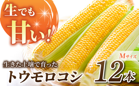 【先行受付2026年発送】生でもすごく甘い！生きた土壌で育った『とうもろこし』Mサイズ12本｜里山JAPAN　※2026年7月中旬以降発送予定　トウモロコシ とうもろこし 長野県産とうもろこし 信州産とうもろこし