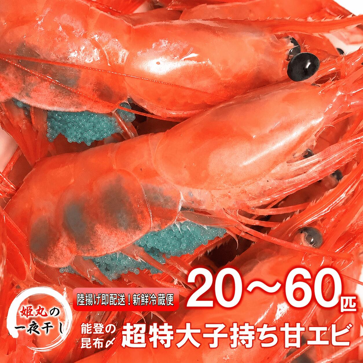 【ふるさと納税】 【 姫丸 の 子持ち 甘エビ 超特大 丸ごと 昆布〆 】 2026年 1月 - 6月 配送 9月 - 10月 配送 60匹 40匹 30匹 20匹 配送時期 内容量 選べる