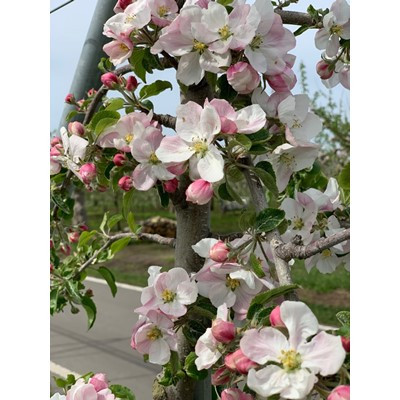 【訳あり】 りんご 希少品種「華宝」 家庭用 約3kg 青森市長賞受賞【配送不可地域：離島】