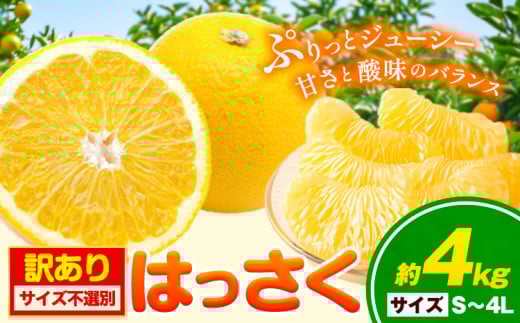 【訳あり/ご家庭用】はっさく 約4kg (4L~Sサイズ サイズ不選別) 早生･晩生指定不可《2月上旬-4月中旬に出荷予定(土日祝除く)》和歌山県 岩出市 産地直送 みかん 八朔 柑橘 果物 フルーツ ご家庭用 ビタミンC たっぷり