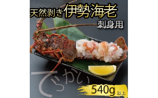 でっかい天然伊勢海老  刺身用 540g以上 冷凍 ( 特大サイズ 急速冷凍 えび エビ 高級 鮮魚 海鮮 魚介 刺身 焼き物 汁物 ギフト 贈答 贈り物 祝い 歳暮 中元 年末 年始 早期 予約 ) IKY098
