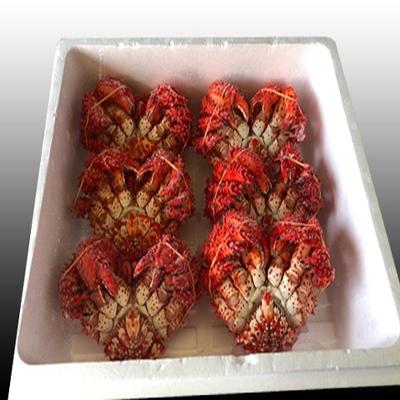 ふるさと納税 根室市 ＜12/21まで年内配送＞★花咲かに300g〜450g前後×6尾 C-36005 |  | 01