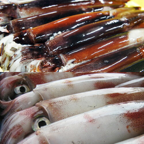 【ふるさと納税】海士のいか詰め合わせセット