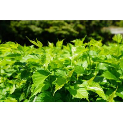 ふるさと納税 鹿沼市 機能性表示食品「白井田七。桑　血糖値ケア青汁」2袋セット |  | 02