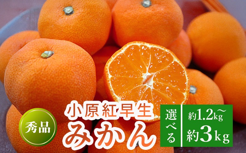 
            先行予約 小原紅早生みかん 約1.2kg 約3kg  果物 フルーツ みかん 蜜柑 紅みかん 柑橘 温州みかん デザート スイーツ ケーキ ジュース ゼリー アイス シャーベット ジェラート フルーツ大福 ギフト 家庭用 香川県 丸亀市
          
