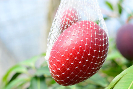 【数量限定・先行受付】厳選大玉宮崎完熟マンゴー　2玉　計１キロ程度