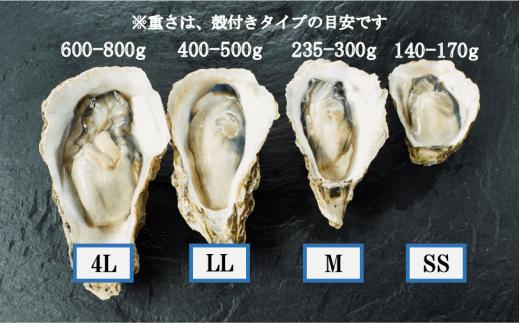【のし付き】ブランドいわがき春香 新鮮クリーミーな高級岩牡蠣 殻付きLサイズ×16個 お歳暮に