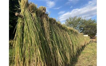 【令和７年度産　コシヒカリ】天日干しコシヒカリ（龍泉）５㎏