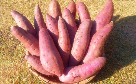 自然栽培で育てた蜜たっぷり紅はるか＆ホクホク金時芋　☆熟成済☆ 約5kg ／ 無農薬 国産野菜 無化学肥料 さつまいも 芋 蜜芋 トロトロ おやつ ホクホク 焼き芋 天ぷら 煮物 スイートポテト ポタ