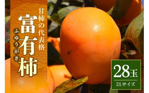 
            【2025年 先行予約】富有柿 2L 28玉（三浦果樹園） 柿 甘い柿 かき 富有カキ 甘い 果物 フルーツ くだもの カキ 富有かき 秋 旬 甘柿 糖度 贈答用 贈答品 ギフト 贈り物 品種 ブランド 11月 発送 産地直送 農家直送 産直 茨城県 石岡市 (A16-002)
          