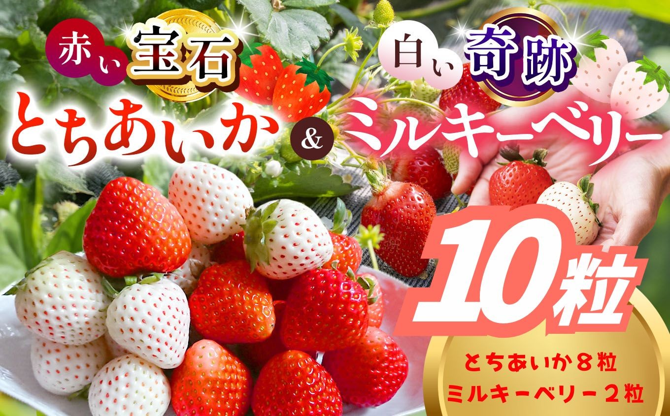 
                  とちあいか・ミルキーベリー 10粒 |  赤 白 大粒 上品 華やか 苺 strawberry ストロベリー おいしい 甘い ジューシー 贈答用 プレゼント ご褒美 スイーツ おやつ 高評価 人気 レビュー 栃木県 真岡市 日本一 送料無料
                