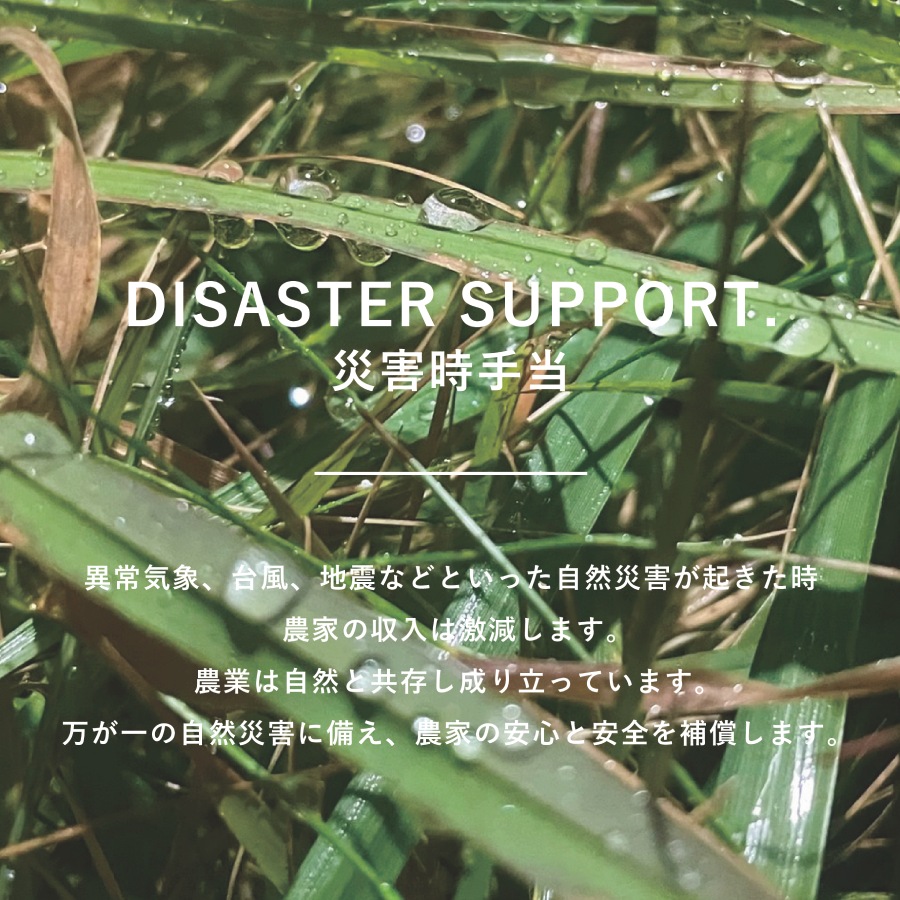 山梨県産　大粒シャインマスカット3房
