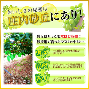 SB0761　農家直送　シャインマスカット　2kg以上(4～5房)