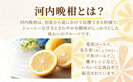 訳あり 河内晩柑 7kg 愛南ゴールド 柑橘 みかん 山口農園 愛媛県 愛南町