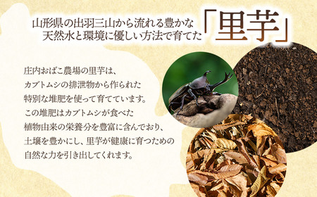【令和7年産】 羽黒産 皮つき里芋 2kg　山形県鶴岡市 農事組合法人庄内おばこ農場 K-726