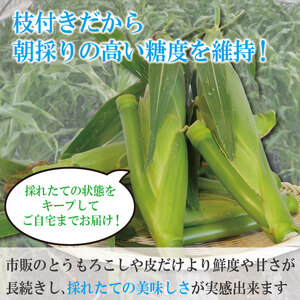 【先行予約】 とうもろこし スイートコーン 2kg 2026年4月より順次発送 朝採れ 採れたて 糖度 16度以上 ゴールドラッシュ ネオ とうもろこし とうもろこし とうもろこし野菜 甘い コーン 