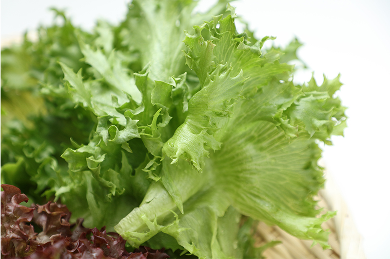リーフレタス各種 80g×4パック グリーンレタス フリルレタス レッドレタス