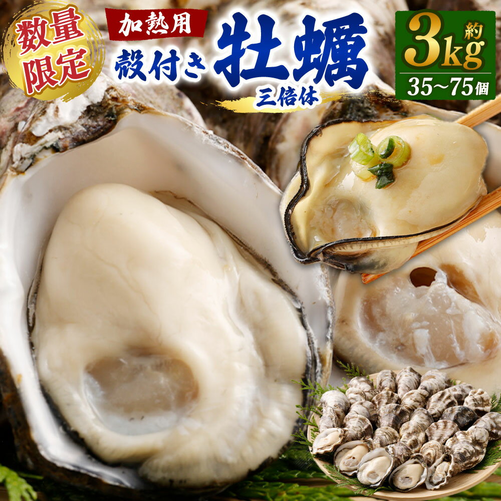 【ふるさと納税】【数量限定】【無選別】加熱用 殻付き牡蠣 約3kg（35～75個）三倍体 ※通常：約2kg（24～50個）【7月以降発送開始】｜牡蠣 かき カキ 殻付き 加熱用 調理用 焼き牡蠣 蒸し牡蠣 牡蠣鍋 カキフライ 牡蠣の酒蒸し 魚介 海鮮 国産 大阪府 阪南市 送料無料
