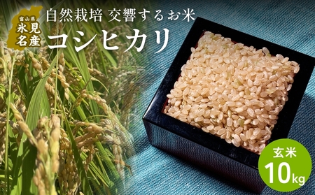 【交響するお米】［玄米］自然栽培 コシヒカリ 10kg（富山県 氷見市 / 令和7年産） |   移住農家が里山から直送 米 こしひかり